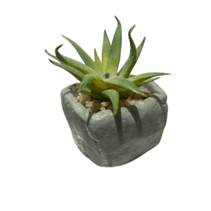 Plantas decorativas de plástico